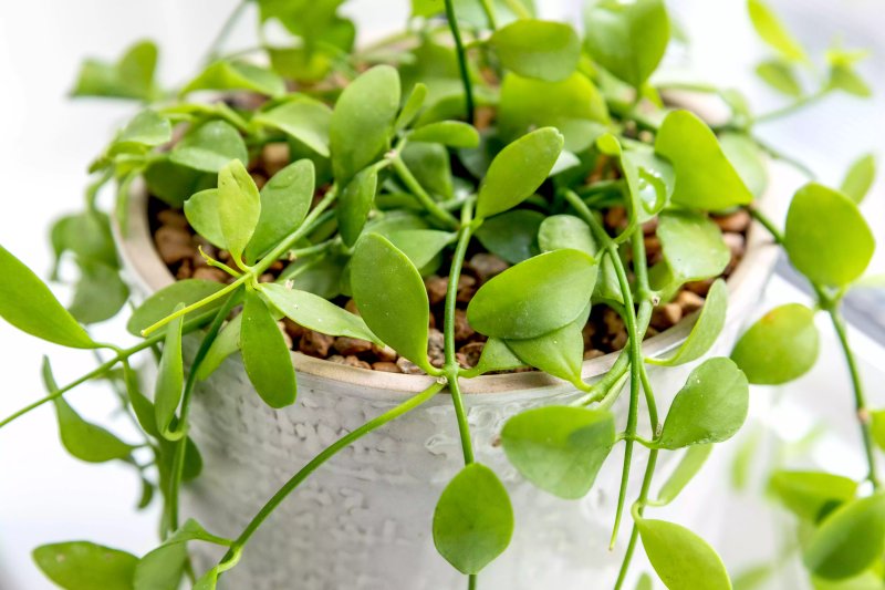 Cách trồng và chăm sóc cây chuỗi cúc áo
