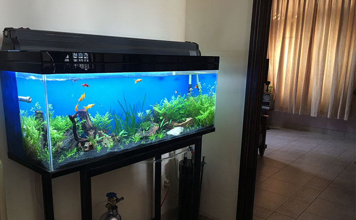 Các biểu tượng phong thuỷ có thể đặt trong nhà bạn