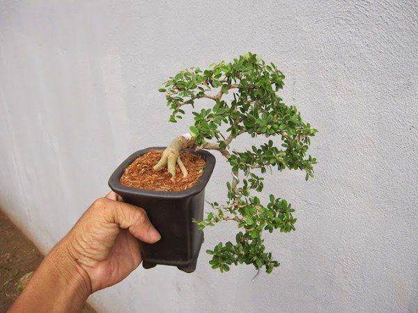 Cây cần thăng và ý nghĩa phong thuỷ